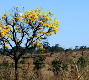 Desmatamento ilegal feito em Mato Grosso