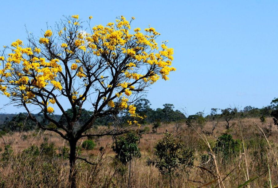 Desmatamento ilegal feito em Mato Grosso