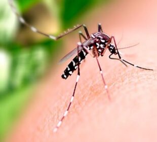 Goiânia confirma primeira morte por dengue