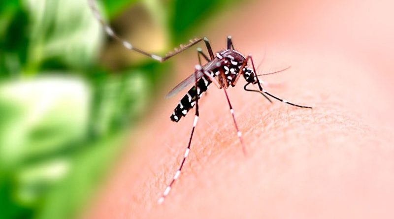Goiânia confirma primeira morte por dengue
